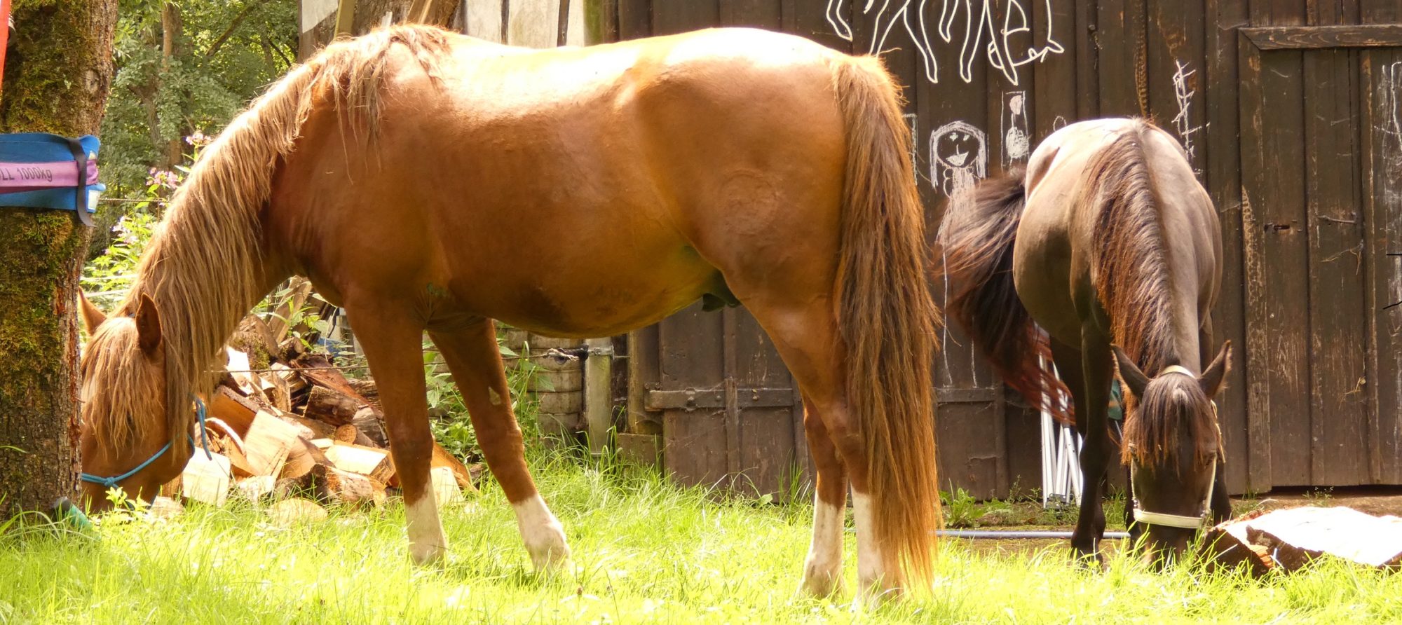 Reit- und Hippotherapie Silke Moch